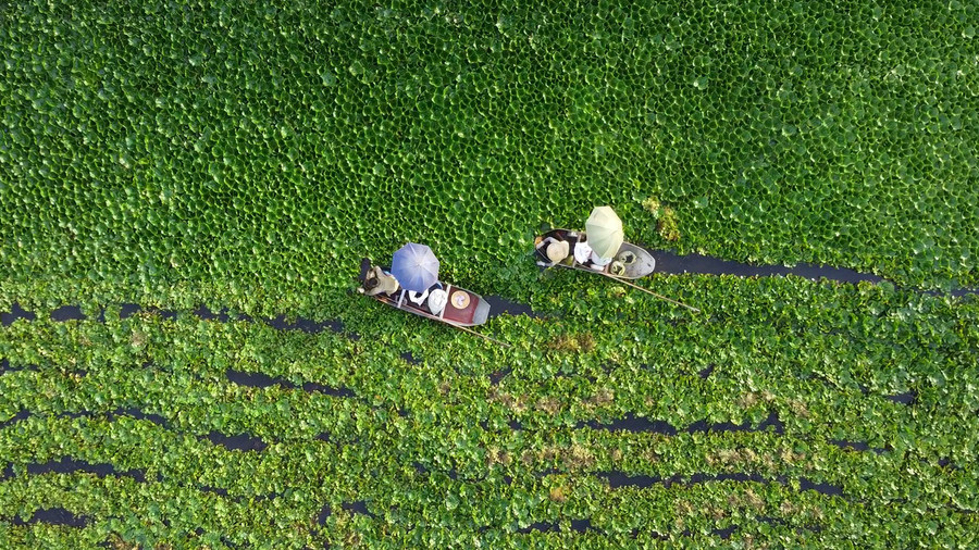 Củ ấu ngoài được chế biến thành món ăn, còn được dùng làm thuốc. (Ảnh: LT).