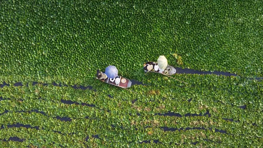 Củ ấu ngoài được chế biến thành món ăn, còn được dùng làm thuốc. (Ảnh: LT).