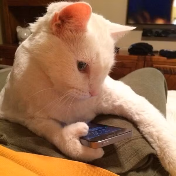 Những con mèo tạo dáng chuyên nghiệp như người - Ảnh 7.