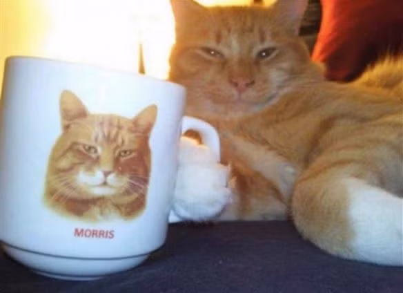 Những con mèo tạo dáng chuyên nghiệp như người - Ảnh 9.