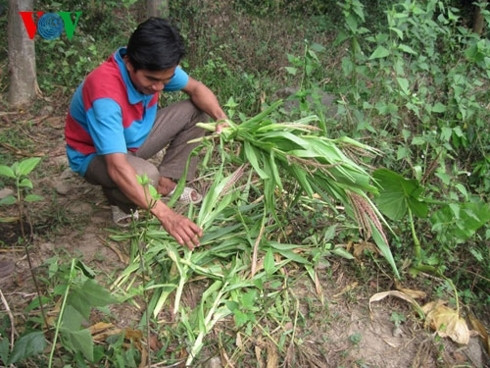 nguoi dan quang ngai khoc rong vi khi pha hoai mua mang hinh 1