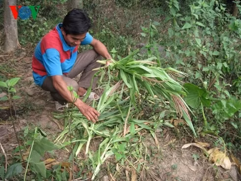 nguoi dan quang ngai khoc rong vi khi pha hoai mua mang hinh 1