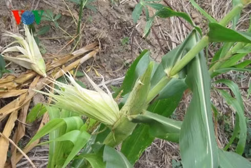 nguoi dan quang ngai khoc rong vi khi pha hoai mua mang hinh 2