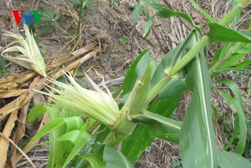 nguoi dan quang ngai khoc rong vi khi pha hoai mua mang hinh 2