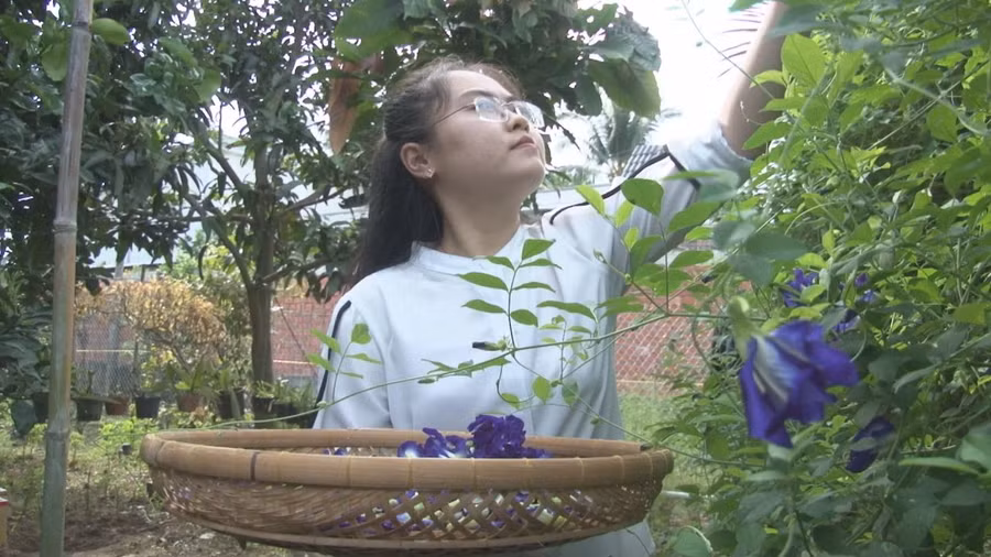 Cô Trinh tranh thủ thời gian hái hoa để chế biến các món trà Cô Trinh tranh thủ thời gian hái hoa để chế biến các món trà