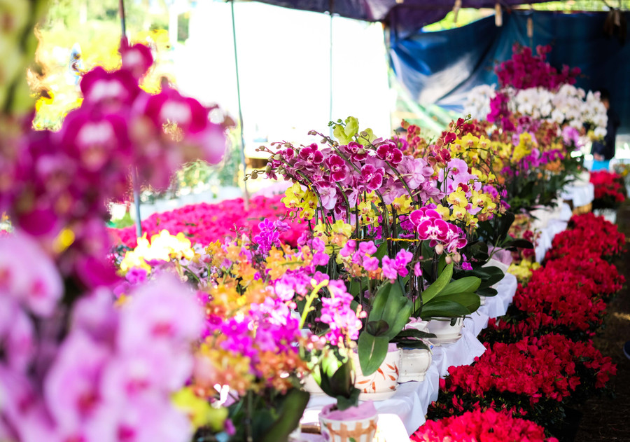 Nhánh lan nhỏ cũng có giá 200.000 đồng. Nhánh lan nhỏ cũng có giá 200.000 đồng.