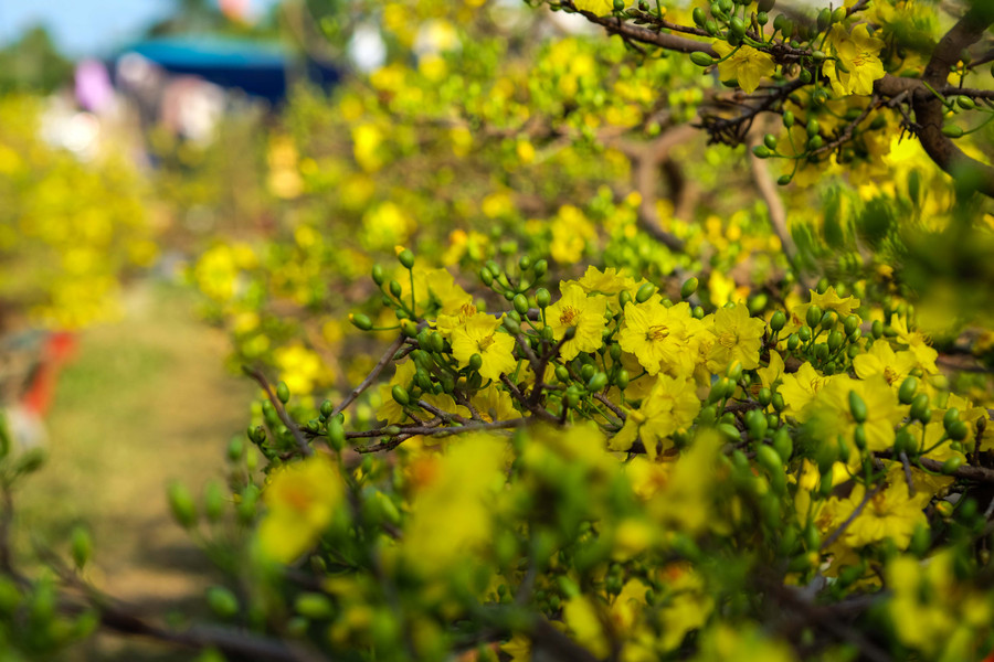Anh Đức cho hay, số mai của anh đã được đặt thuê và mua tại vườn, anh mang tới chợ hoa Tết Đà Nẵng 100 chậu. Do chăm sóc tốt nên những cây mai của anh Đức đều ra búp to và đều, hoa cũng bắt đầu hé nở. Dự kiến sẽ nở rộ vào đúng dịp Tết. Mỗi cây mai của gian hàng anh Đức dao động từ 2,5 triệu đến 20 triệu. Anh Đức cho hay, số mai của anh đã được đặt thuê và mua tại vườn, anh mang tới chợ hoa Tết Đà Nẵng 100 chậu. Do chăm sóc tốt nên những cây mai của anh Đức đều ra búp to và đều, hoa cũng bắt đầu hé nở. Dự kiến sẽ nở rộ vào đúng dịp Tết. Mỗi cây mai của gian hàng anh Đức dao động từ 2,5 triệu đến 20 triệu.