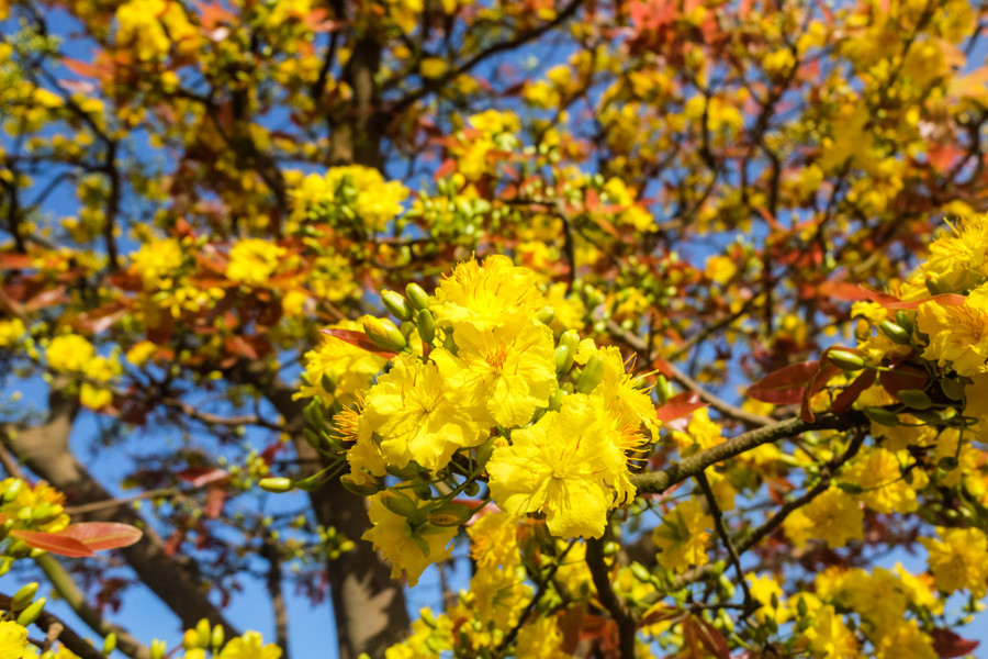 Đây là lần thứ 4 “cụ” mai được đưa xuống chợ hoa Tết Đà Nẵng. Tuy nhiên, nhiều người chỉ đến ngắm chứ không mua vì giá thành quá cao. Đây là lần thứ 4 “cụ” mai được đưa xuống chợ hoa Tết Đà Nẵng. Tuy nhiên, nhiều người chỉ đến ngắm chứ không mua vì giá thành quá cao.