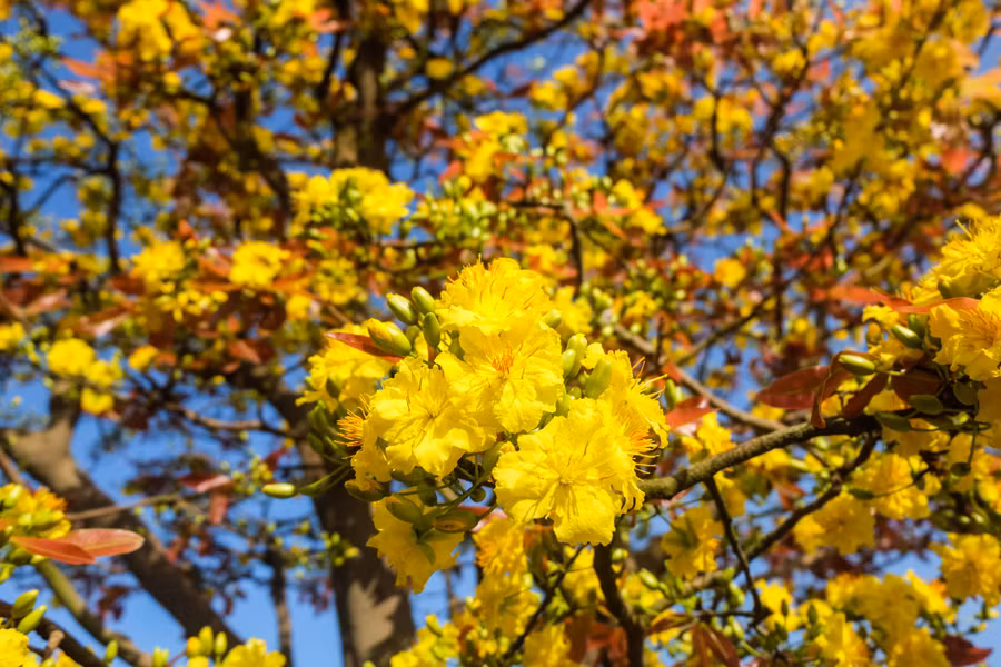 Đây là lần thứ 4 “cụ” mai được đưa xuống chợ hoa Tết Đà Nẵng. Tuy nhiên, nhiều người chỉ đến ngắm chứ không mua vì giá thành quá cao.