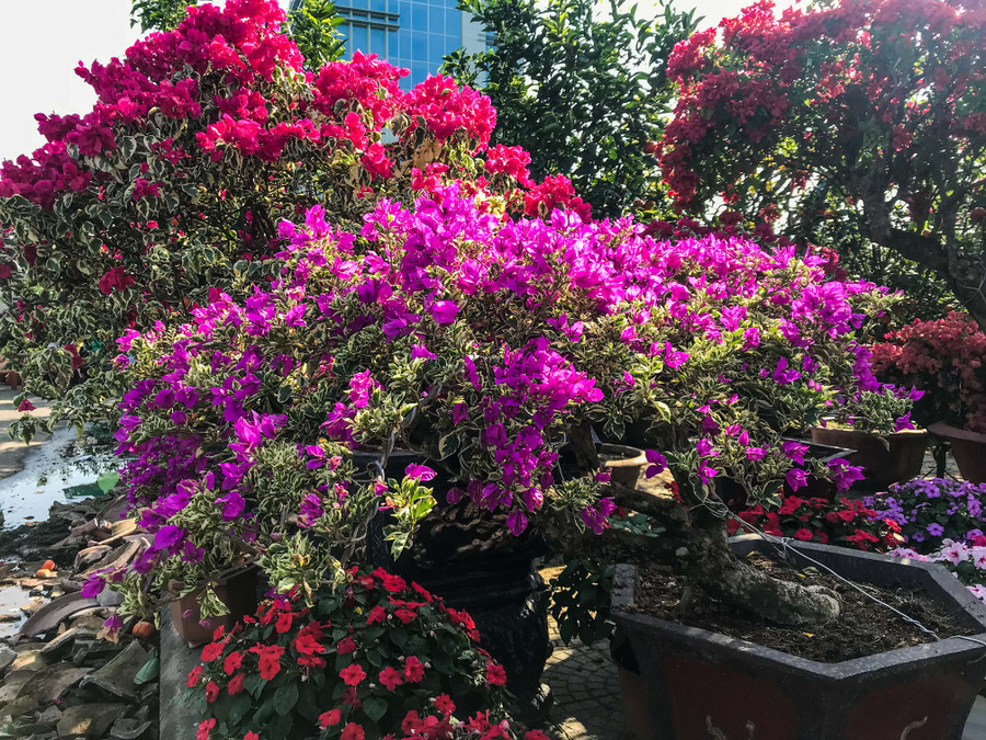 Cây hoa giấy hơn 10 năm tuổi có giá 8 triệu đồng. Cây hoa giấy hơn 10 năm tuổi có giá 8 triệu đồng.