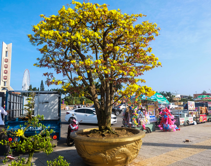 Đặc biệt, tại chợ hoa Tết Đà Nẵng có sự xuất hiện của cụ mai trên 100 năm tuổi. Đây là cây mai của anh Trương Hoài Phong (trú phường Yên Đổ, TP Pleiku, tỉnh Gia Lai). Anh Phong cho biết, đây là mai hồng diệp giống cúc với giá 3 tỷ đồng. Đặc biệt, tại chợ hoa Tết Đà Nẵng có sự xuất hiện của cụ mai trên 100 năm tuổi. Đây là cây mai của anh Trương Hoài Phong (trú phường Yên Đổ, TP Pleiku, tỉnh Gia Lai). Anh Phong cho biết, đây là mai hồng diệp giống cúc với giá 3 tỷ đồng.