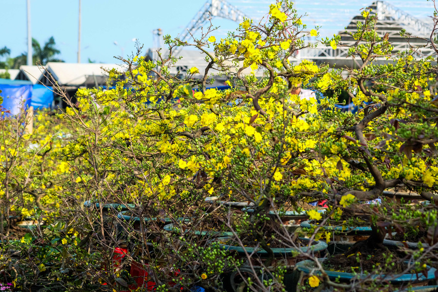 Anh Trần Văn Đức (trú tỉnh Bình Định) cho hay, năm nay anh chăm sóc 200 chậu hoa mai Tết các loại như thanh mai (mai ta), mai hồng diệp... chủ yếu là mai đã trưởng thành nên giá cao hơn. Anh Trần Văn Đức (trú tỉnh Bình Định) cho hay, năm nay anh chăm sóc 200 chậu hoa mai Tết các loại như thanh mai (mai ta), mai hồng diệp... chủ yếu là mai đã trưởng thành nên giá cao hơn.