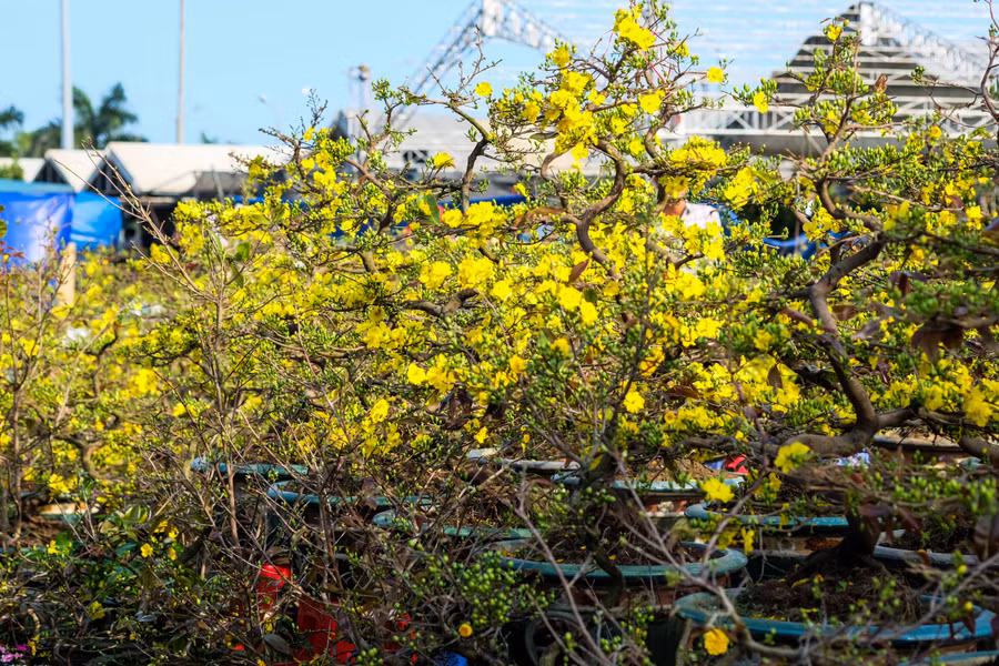 Anh Trần Văn Đức (trú tỉnh Bình Định) cho hay, năm nay anh chăm sóc 200 chậu hoa mai Tết các loại như thanh mai (mai ta), mai hồng diệp... chủ yếu là mai đã trưởng thành nên giá cao hơn.