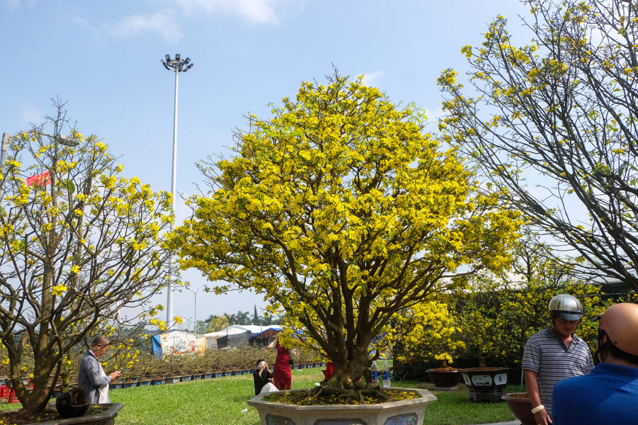 Qua tìm hiểu, nhiều chủ bán mai cho biết, những chậu mai có thế đẹp, nhiều năm tuổi thường có giá cao hơn, khoảng từ 12-500 triệu đồng. Qua tìm hiểu, nhiều chủ bán mai cho biết, những chậu mai có thế đẹp, nhiều năm tuổi thường có giá cao hơn, khoảng từ 12-500 triệu đồng.