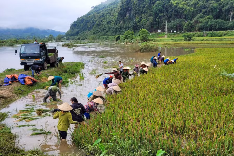 Phần lớn diện tích lúa bị thiệt hại đang vào vụ thu hoạch.