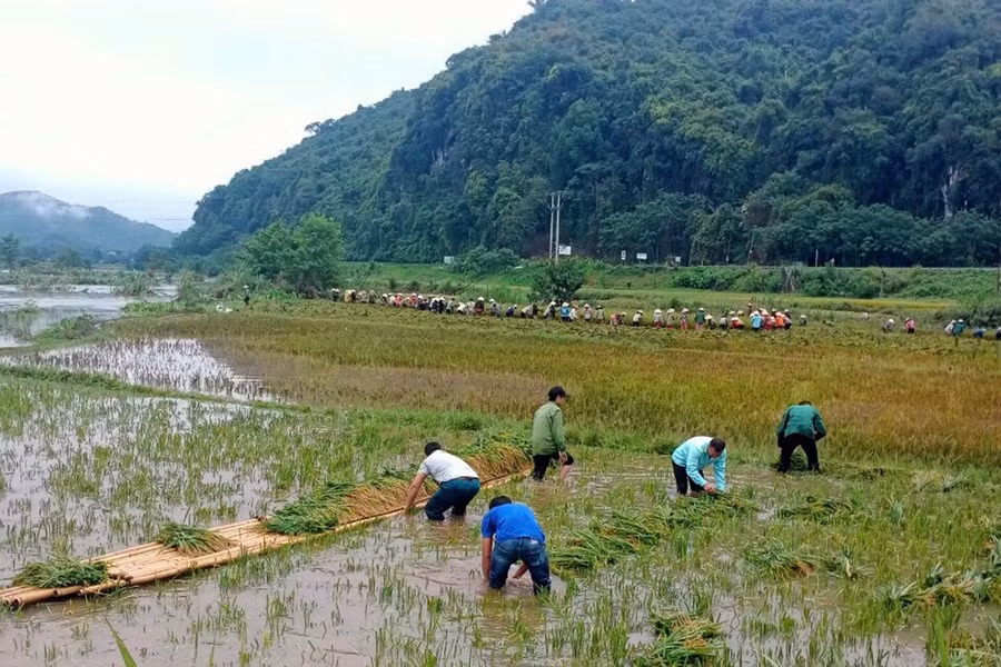 Tranh thủ tạnh ráo, hàng trăm cán bộ, chiến sĩ ở huyện Quế Phong xuống đồng giúp nông dân gặt lúa.