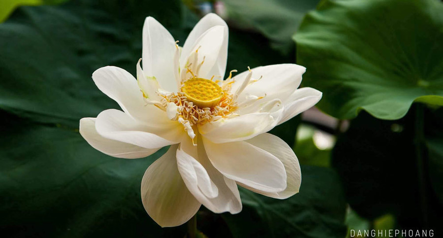 Độc nhất Việt Nam, chàng trai 9X đào 20 hồ quanh nhà trồng 40 loài sen hiếm ảnh 11 Độc nhất Việt Nam, chàng trai 9X đào 20 hồ quanh nhà trồng 40 loài sen hiếm-11