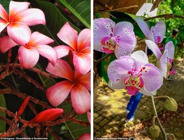 Đôi vợ chồng dành ra 20 năm để trồng hàng triệu cây xanh - 7