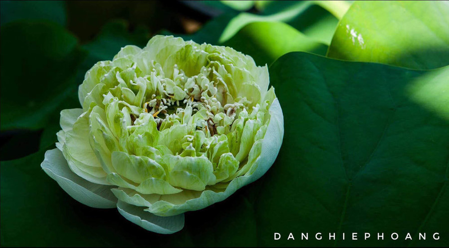 Độc nhất Việt Nam, chàng trai 9X đào 20 hồ quanh nhà trồng 40 loài sen hiếm ảnh 13 Độc nhất Việt Nam, chàng trai 9X đào 20 hồ quanh nhà trồng 40 loài sen hiếm-13