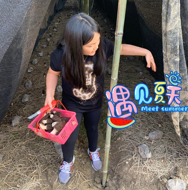 Mới đây, MC Lý Tương cũng chia sẻ hình ảnh con gái đi đến trang trại để trải nghiệm cuộc sống làm nông. Tuy nhiên, khán giả phát hiện ra loại nấm mà cô bé hái đầy một rổ là nấm Morel (hay còn gọi là nấm bụng dê). Đây là một giống nấm ăn được quý hiếm, được mệnh danh là "vua nấm". Công chúng Trung Quốc bình luận Vương Thi Linh đúng là tiểu công chúa sống trong nhung lụa, được nuôi lớn bằng hàng hiệu và những thứ đắt đỏ. Cuoc song phu day hang hieu cua con gai MC quyen luc Trung Quoc hinh anh 1