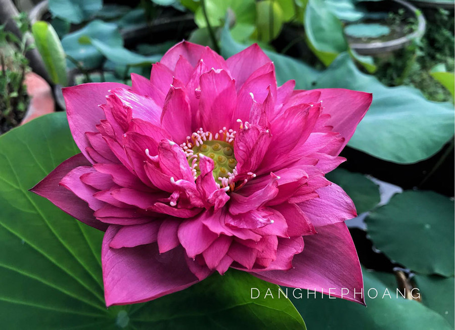 Độc nhất Việt Nam, chàng trai 9X đào 20 hồ quanh nhà trồng 40 loài sen hiếm ảnh 7 Độc nhất Việt Nam, chàng trai 9X đào 20 hồ quanh nhà trồng 40 loài sen hiếm-7