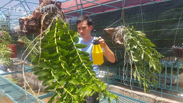 Từ giò phi điệp bạn cho, sau 4 năm làm nên vườn lan rừng tiền tỷ hình ảnh 2 tu gio phi diep ban cho, sau 4 nam lam nen vuon lan rung tien ty hinh anh 2