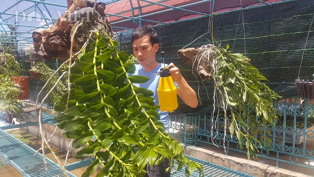 Từ giò phi điệp bạn cho, sau 4 năm làm nên vườn lan rừng tiền tỷ hình ảnh 2 tu gio phi diep ban cho, sau 4 nam lam nen vuon lan rung tien ty hinh anh 2