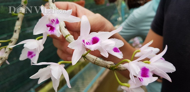 Từ giò phi điệp bạn cho, sau 4 năm làm nên vườn lan rừng tiền tỷ hình ảnh 3 tu gio phi diep ban cho, sau 4 nam lam nen vuon lan rung tien ty hinh anh 3