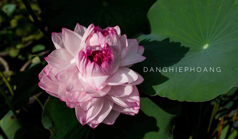 Độc nhất Việt Nam, chàng trai 9X đào 20 hồ quanh nhà trồng 40 loài sen hiếm ảnh 16 Độc nhất Việt Nam, chàng trai 9X đào 20 hồ quanh nhà trồng 40 loài sen hiếm-16