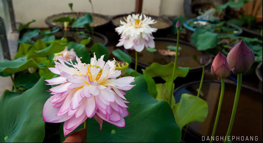 Độc nhất Việt Nam, chàng trai 9X đào 20 hồ quanh nhà trồng 40 loài sen hiếm ảnh 8 Độc nhất Việt Nam, chàng trai 9X đào 20 hồ quanh nhà trồng 40 loài sen hiếm-8