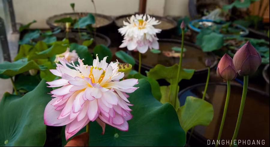 Độc nhất Việt Nam, chàng trai 9X đào 20 hồ quanh nhà trồng 40 loài sen hiếm-8