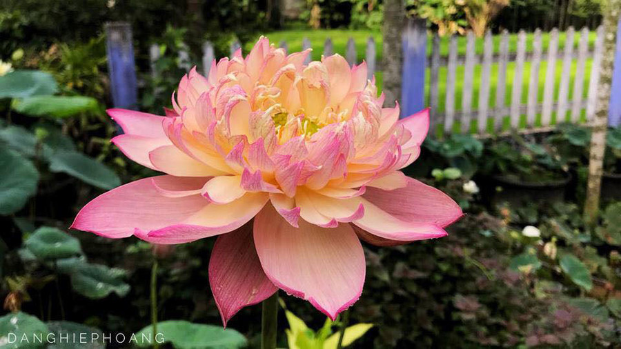 Độc nhất Việt Nam, chàng trai 9X đào 20 hồ quanh nhà trồng 40 loài sen hiếm ảnh 9 Độc nhất Việt Nam, chàng trai 9X đào 20 hồ quanh nhà trồng 40 loài sen hiếm-9