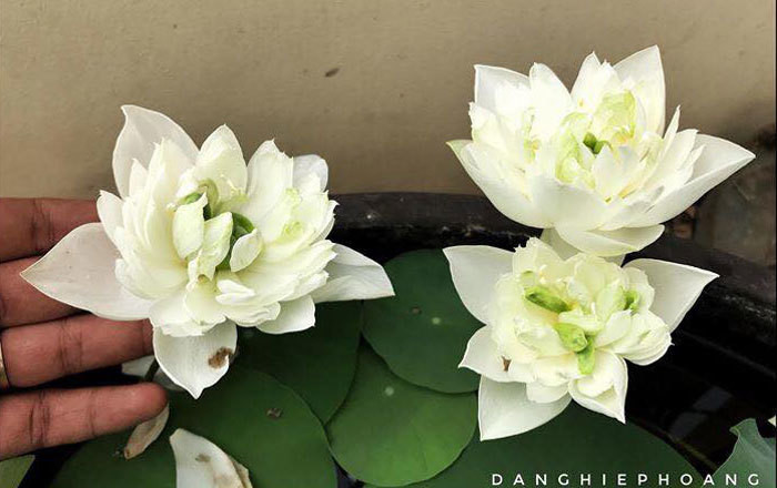 Độc nhất Việt Nam, chàng trai 9X đào 20 hồ quanh nhà trồng 40 loài sen hiếm ảnh 14 Độc nhất Việt Nam, chàng trai 9X đào 20 hồ quanh nhà trồng 40 loài sen hiếm-14