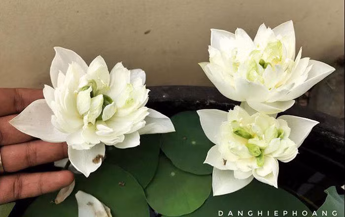 Độc nhất Việt Nam, chàng trai 9X đào 20 hồ quanh nhà trồng 40 loài sen hiếm-14