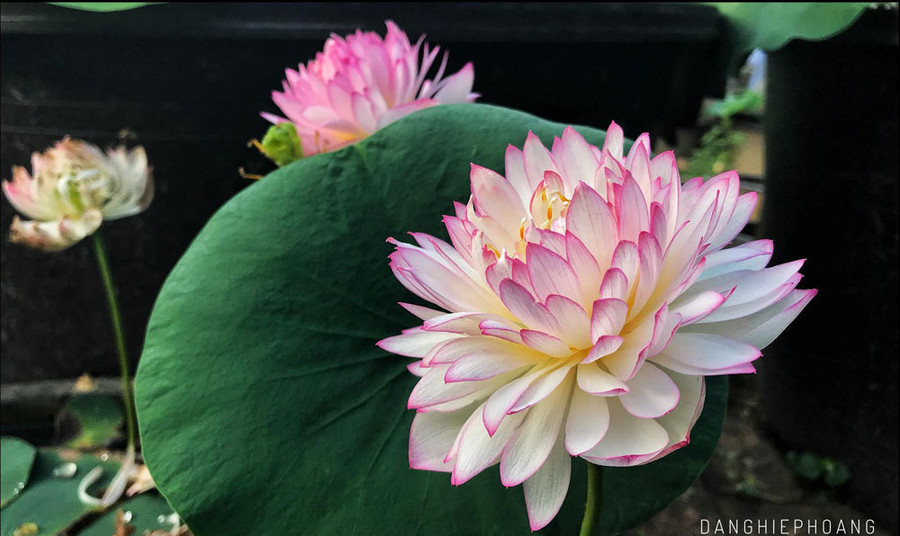 Độc nhất Việt Nam, chàng trai 9X đào 20 hồ quanh nhà trồng 40 loài sen hiếm ảnh 2 Độc nhất Việt Nam, chàng trai 9X đào 20 hồ quanh nhà trồng 40 loài sen hiếm-2