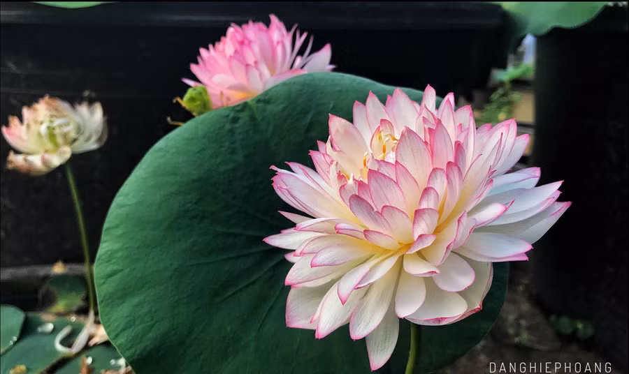 Độc nhất Việt Nam, chàng trai 9X đào 20 hồ quanh nhà trồng 40 loài sen hiếm-2