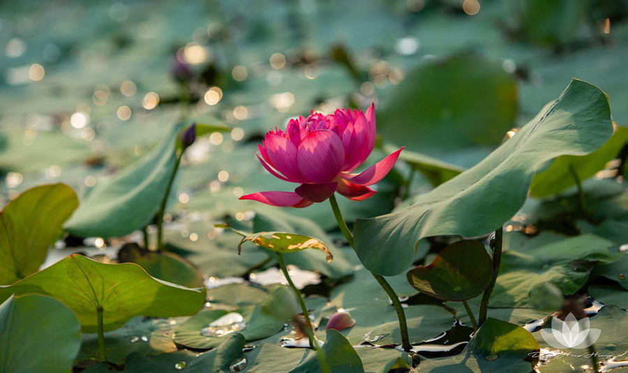 Độc nhất Việt Nam, chàng trai 9X đào 20 hồ quanh nhà trồng 40 loài sen hiếm ảnh 18 Độc nhất Việt Nam, chàng trai 9X đào 20 hồ quanh nhà trồng 40 loài sen hiếm-18