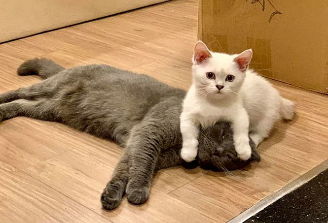 Cuộc sống độc thân ở tuổi 41 của MC Đại Nghĩa ảnh 10 Cuộc sống độc thân ở tuổi 41 của MC Đại Nghĩa - ảnh 10