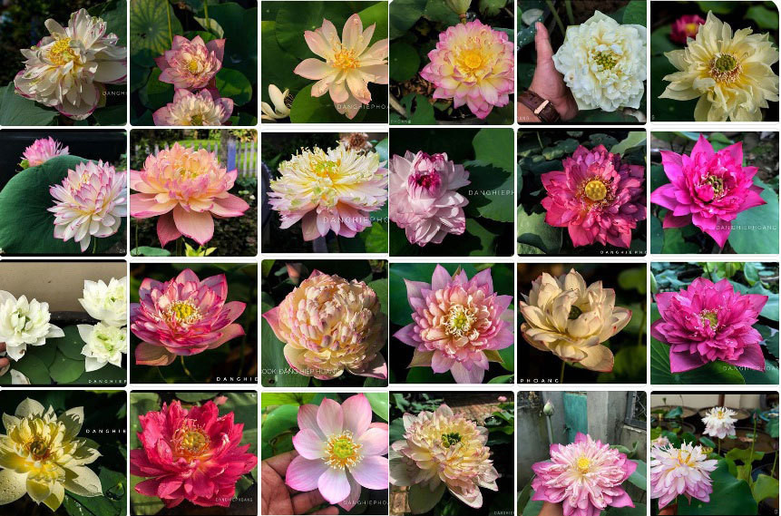 Độc nhất Việt Nam, chàng trai 9X đào 20 hồ quanh nhà trồng 40 loài sen hiếm ảnh 17 Độc nhất Việt Nam, chàng trai 9X đào 20 hồ quanh nhà trồng 40 loài sen hiếm-17