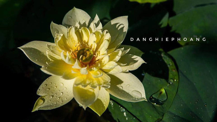 Độc nhất Việt Nam, chàng trai 9X đào 20 hồ quanh nhà trồng 40 loài sen hiếm ảnh 12 Độc nhất Việt Nam, chàng trai 9X đào 20 hồ quanh nhà trồng 40 loài sen hiếm-12