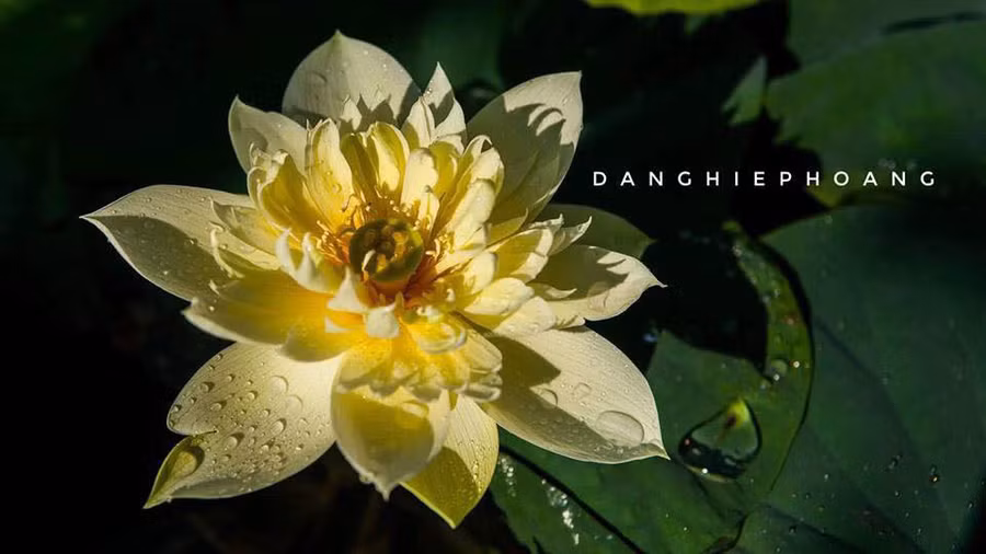 Độc nhất Việt Nam, chàng trai 9X đào 20 hồ quanh nhà trồng 40 loài sen hiếm-12