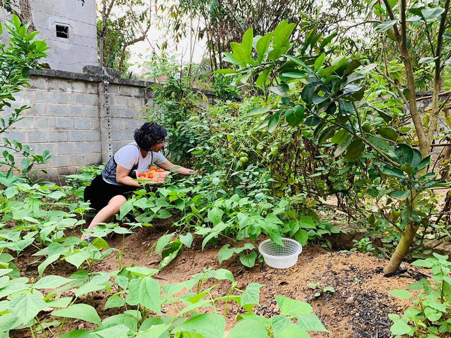Hồng Đăng thu hoạch cả ô tô sấu, xoài ở nhà vườn 1.300m2 ảnh 11 Hồng Đăng thu hoạch một ô tô sấu, xoài ở nhà vườn 1.300m2