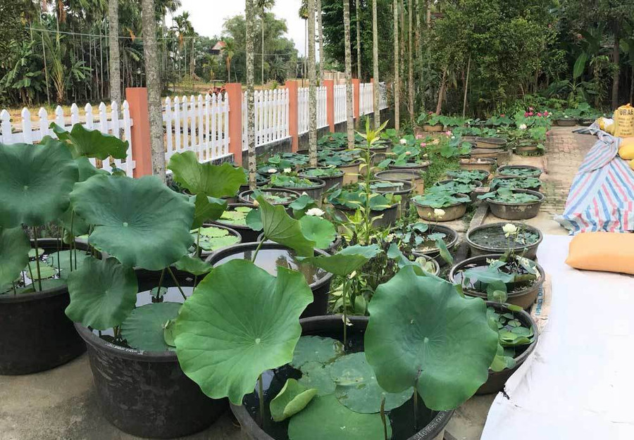 Độc nhất Việt Nam, chàng trai 9X đào 20 hồ quanh nhà trồng 40 loài sen hiếm ảnh 3 Độc nhất Việt Nam, chàng trai 9X đào 20 hồ quanh nhà trồng 40 loài sen hiếm-3