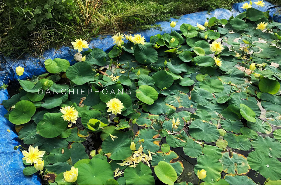 Độc nhất Việt Nam, chàng trai 9X đào 20 hồ quanh nhà trồng 40 loài sen hiếm ảnh 5 Độc nhất Việt Nam, chàng trai 9X đào 20 hồ quanh nhà trồng 40 loài sen hiếm-5