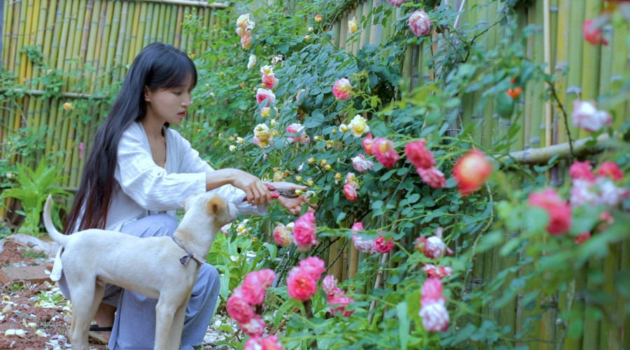 Sự thật phía sau cuộc sống tiên cảnh vạn người ao ước của “Tiên nữ đồng quê” Lý Tử Thất ảnh 12 Sự thật phía sau cuộc sống tiên cảnh vạn người ao ước của “Tiên nữ đồng quê” Lý Tử Thất ảnh 12