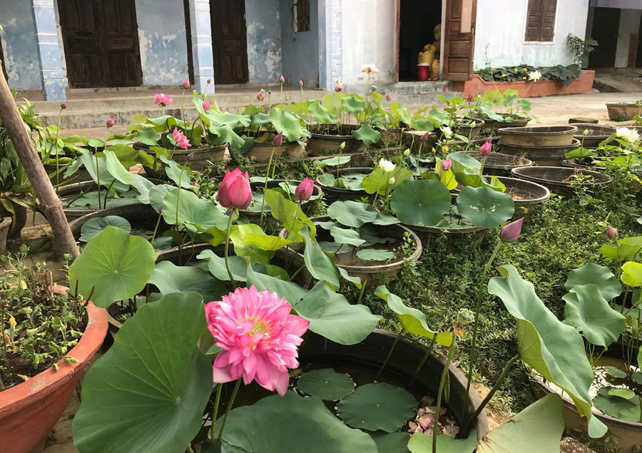Độc nhất Việt Nam, chàng trai 9X đào 20 hồ quanh nhà trồng 40 loài sen hiếm ảnh 19 Độc nhất Việt Nam, chàng trai 9X đào 20 hồ quanh nhà trồng 40 loài sen hiếm-19