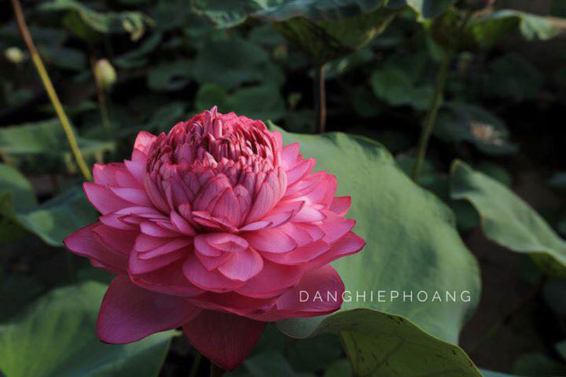 Độc nhất Việt Nam, chàng trai 9X đào 20 hồ quanh nhà trồng 40 loài sen hiếm ảnh 15 Độc nhất Việt Nam, chàng trai 9X đào 20 hồ quanh nhà trồng 40 loài sen hiếm-15