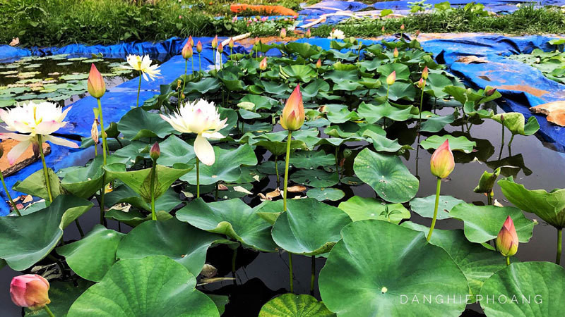 Độc nhất Việt Nam, chàng trai 9X đào 20 hồ quanh nhà trồng 40 loài sen hiếm ảnh 6 Độc nhất Việt Nam, chàng trai 9X đào 20 hồ quanh nhà trồng 40 loài sen hiếm-6