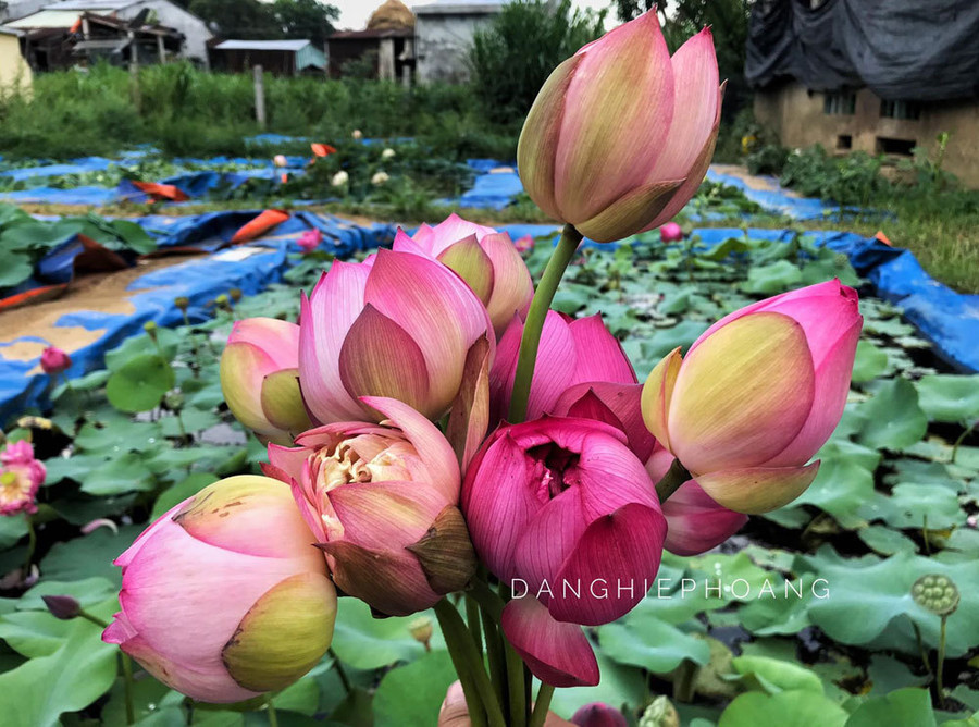 Độc nhất Việt Nam, chàng trai 9X đào 20 hồ quanh nhà trồng 40 loài sen hiếm ảnh 20 Độc nhất Việt Nam, chàng trai 9X đào 20 hồ quanh nhà trồng 40 loài sen hiếm-20