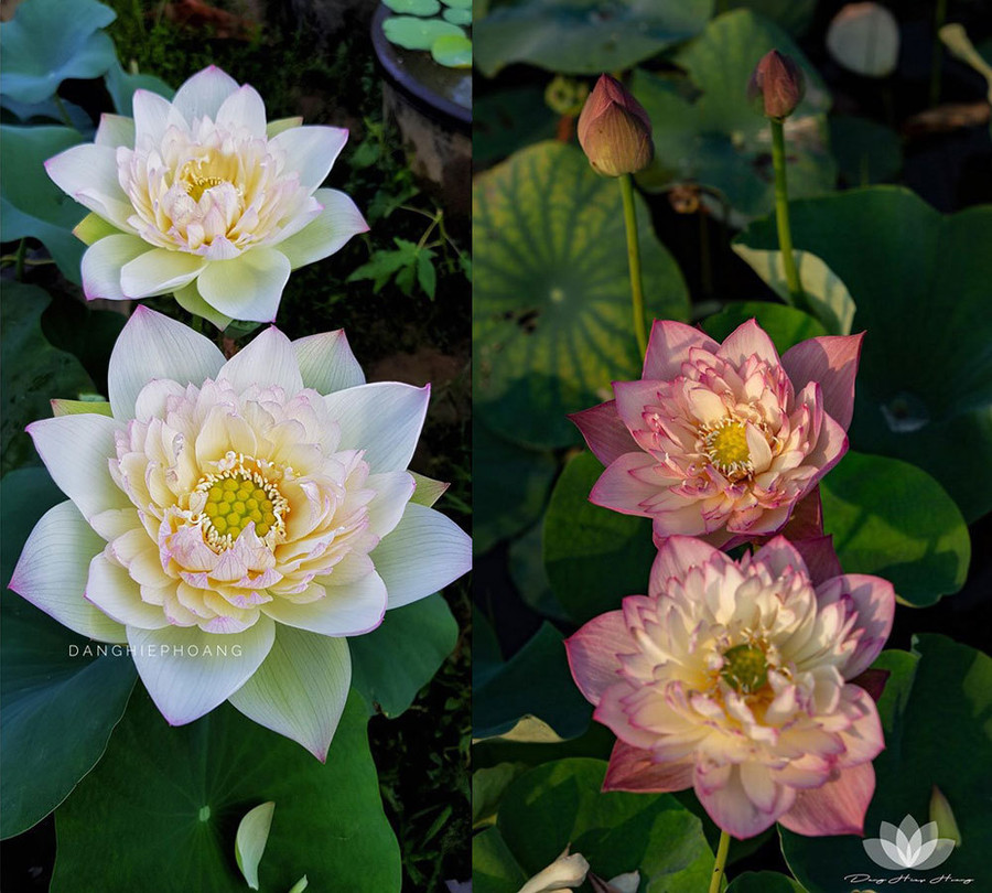 Độc nhất Việt Nam, chàng trai 9X đào 20 hồ quanh nhà trồng 40 loài sen hiếm ảnh 10 Độc nhất Việt Nam, chàng trai 9X đào 20 hồ quanh nhà trồng 40 loài sen hiếm-10